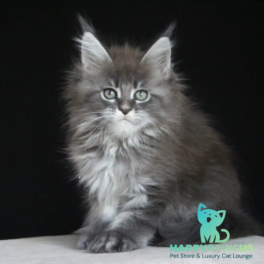 Molnia Maine Coon female blue tabby - live animals