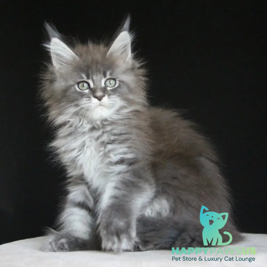 Molnia Maine Coon female blue tabby - live animals