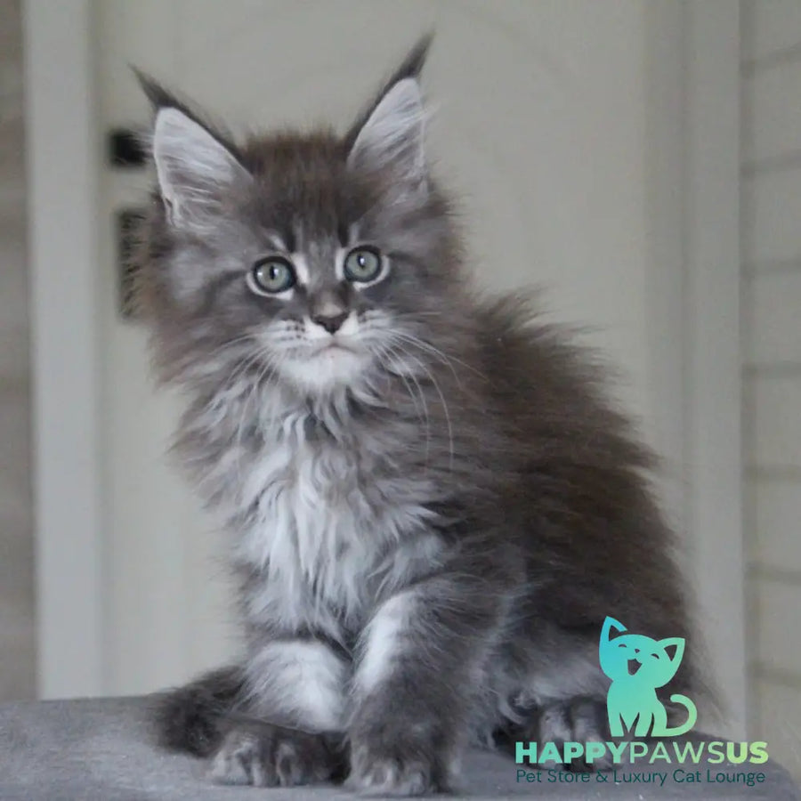 Molnia Maine Coon female blue tabby - live animals