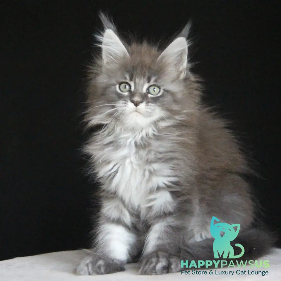 Molnia Maine Coon female blue tabby - live animals