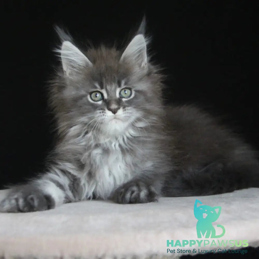 Molnia Maine Coon female blue tabby - live animals