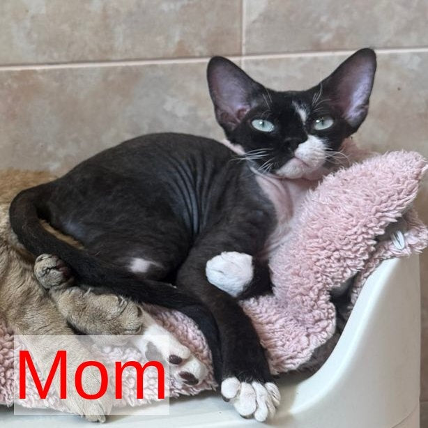 Yoshi Devon Rex male, black spotted tabby