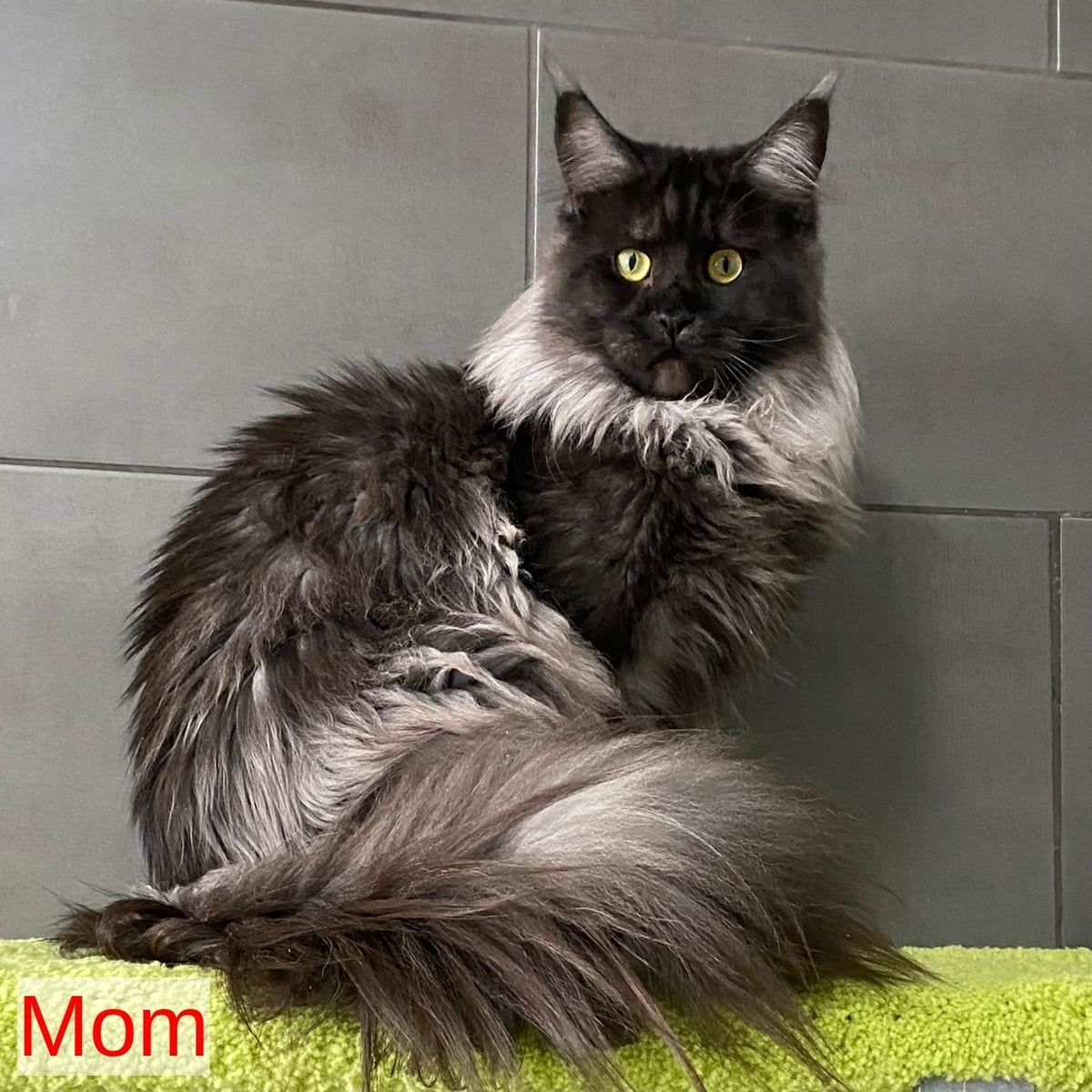 Engels Maine Coon male, black silver tabby