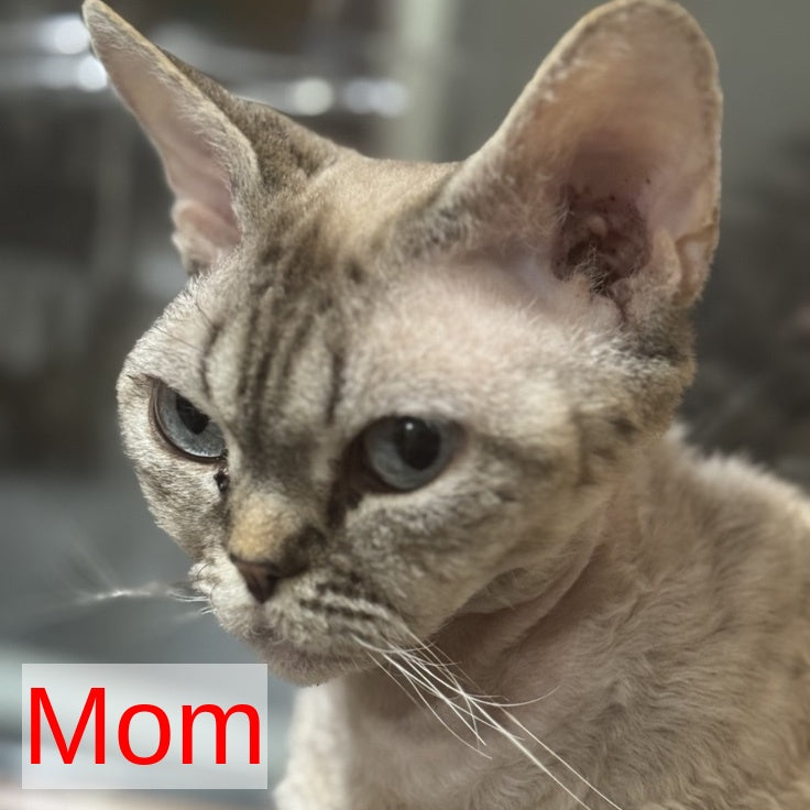 Maja Devon Rex female, black tortie bicolour pointed