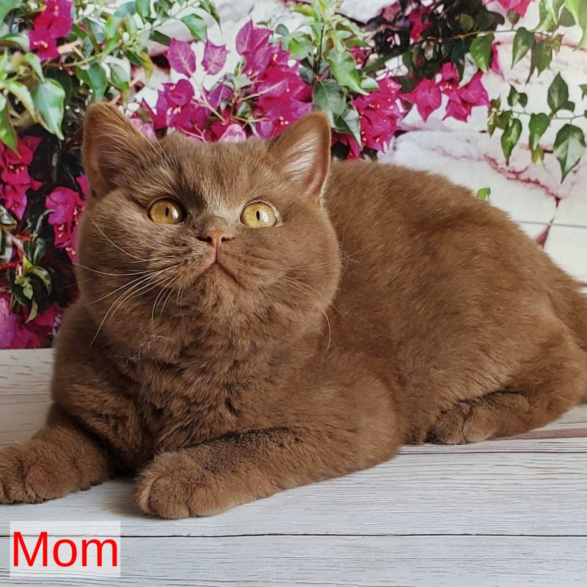 Xariton British Shorthair male, cinnamon bicolour
