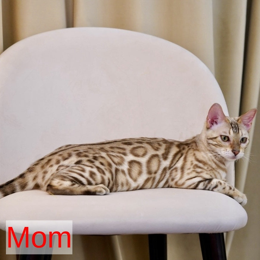 Armani Bengal male, black spotted tabby pointed