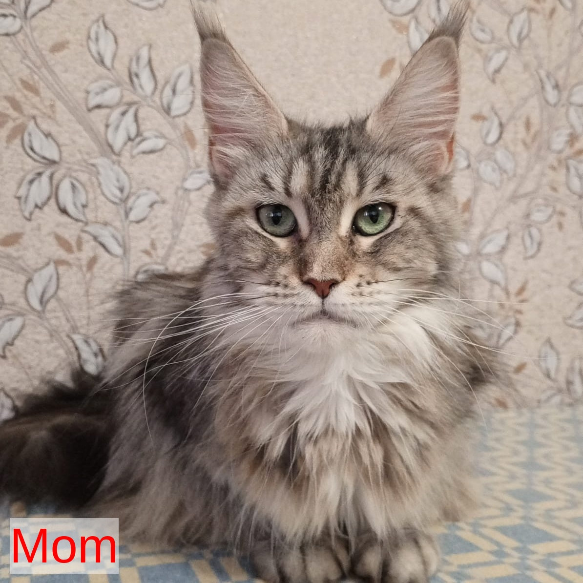Zachar Maine Coon male, black tabby