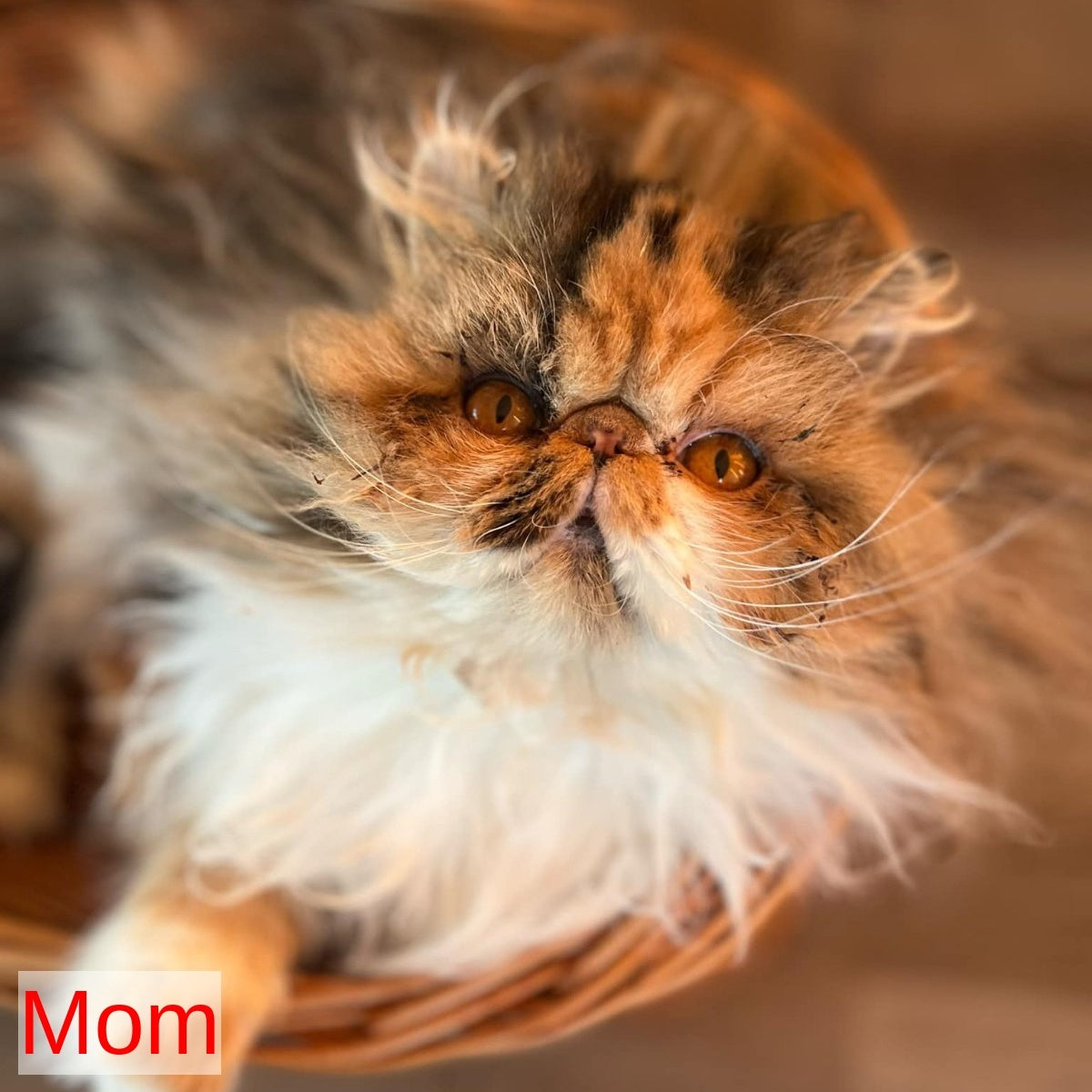 Coco Exotic female, black tortie bicolour