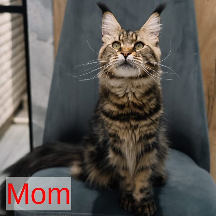Bernard Maine Coon polydactyl male, black silver