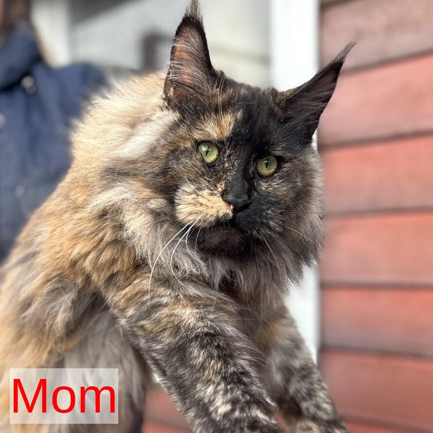 Diana Maine Coon female, black tortie tabby