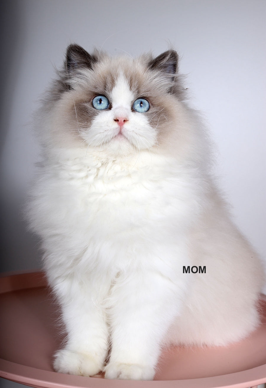 Moon Ragdoll male, black bicolour