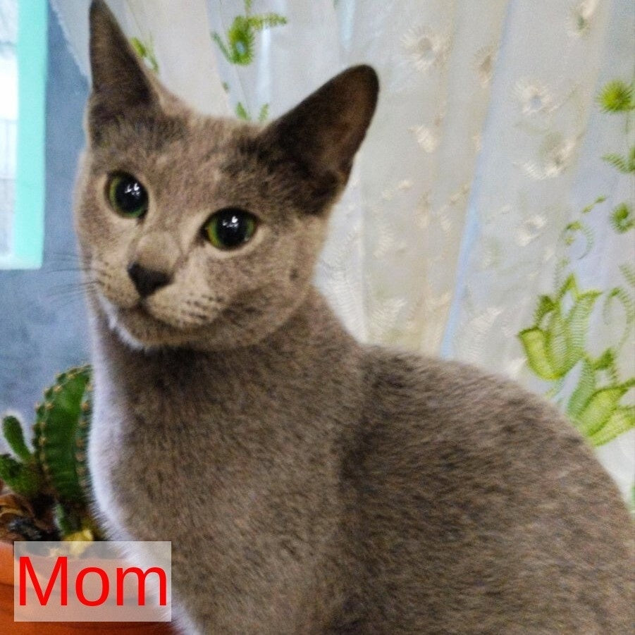 Kris Russian Blue male, blue
