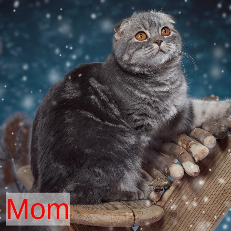 Yula Scottish Fold female, blue silver tabby