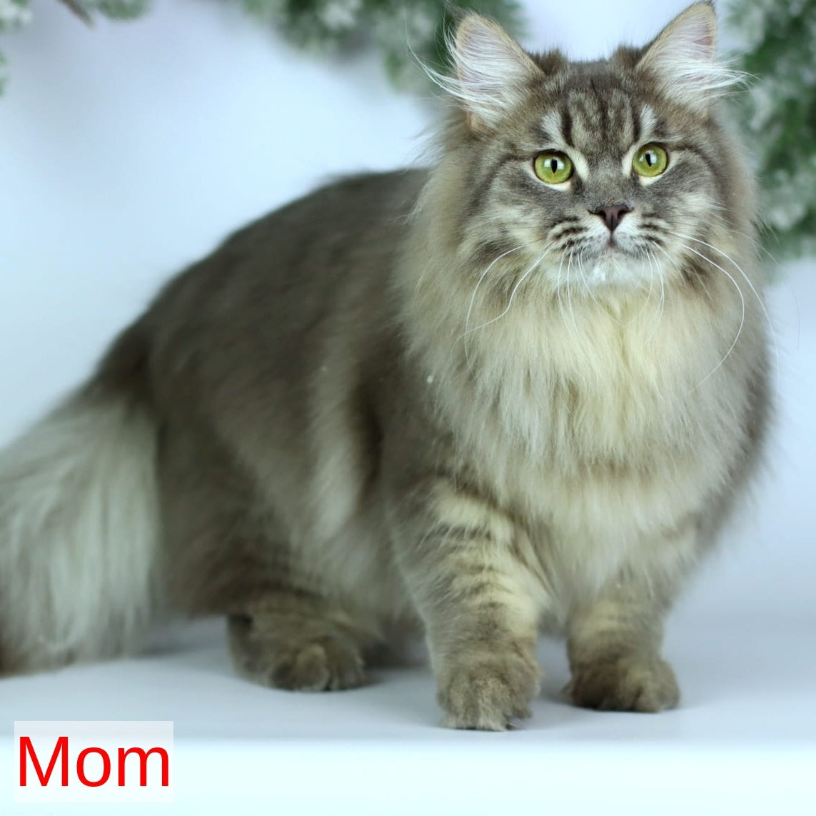 IrtyshIrtysh Siberian male, blue with white spotted tabby