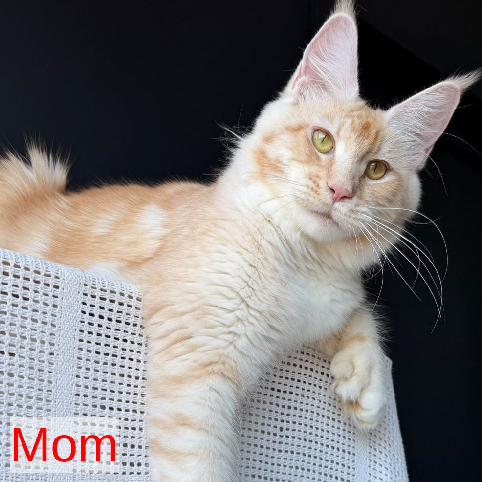 Urfin Maine Coon polydactyl male, red silver with white tabby