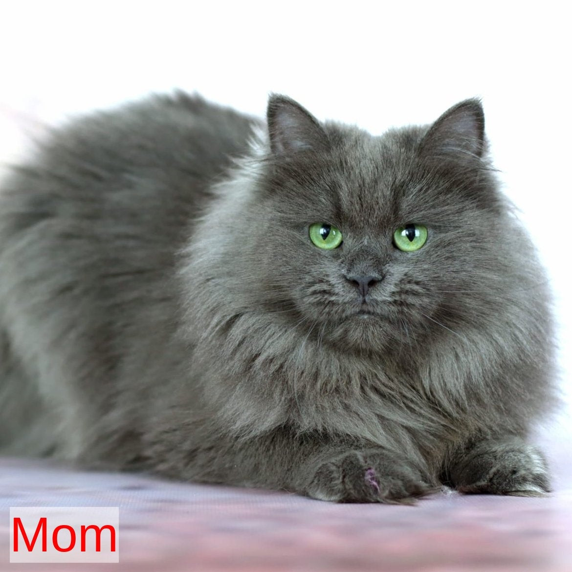 Hugo Boss Persian male, black