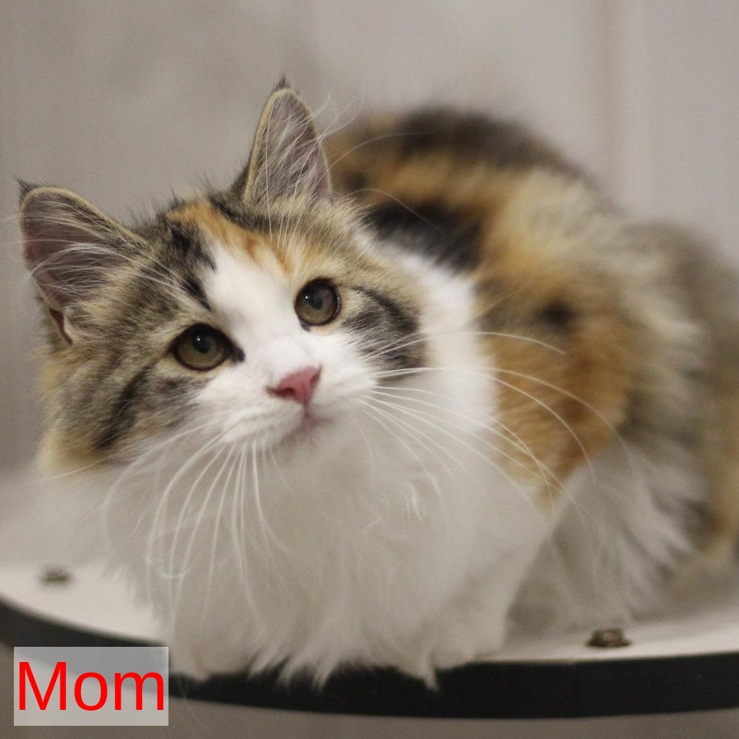 Kvetka Siberian female, black tortie tabby bicolour