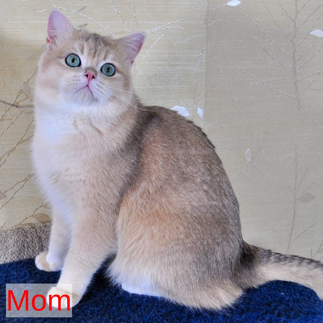 Montana British Shorthair female, chocolate golden chinchilla
