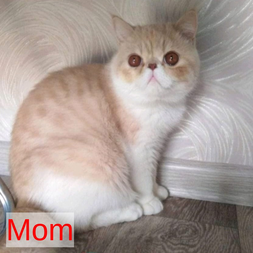 Amrisha Exotic female, cream bicolour