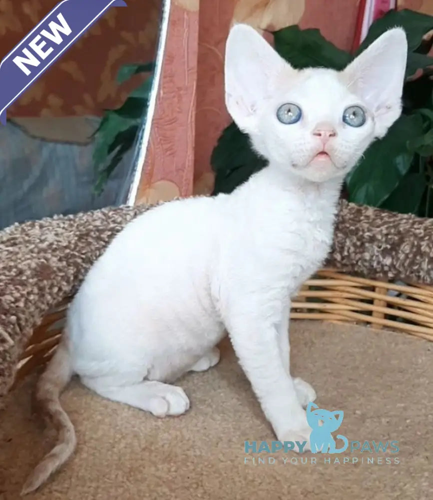 Momo Devon Rex male red harlequin live animals