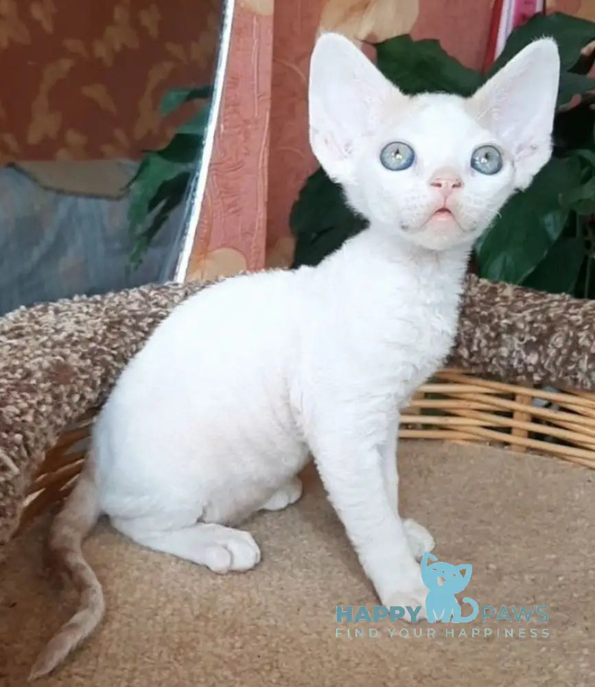 Momo Devon Rex male red harlequin live animals