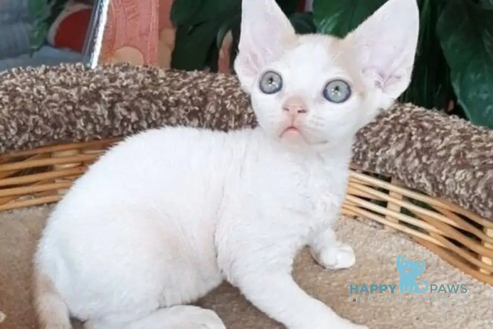 Momo Devon Rex male red harlequin live animals