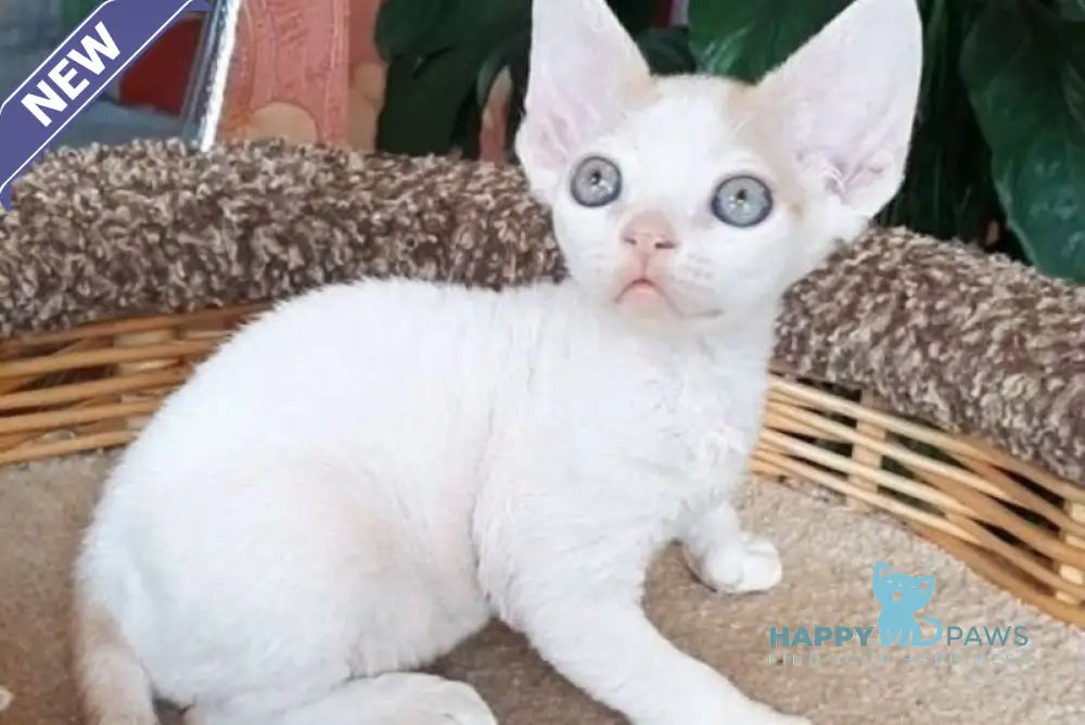Momo Devon Rex male red harlequin live animals