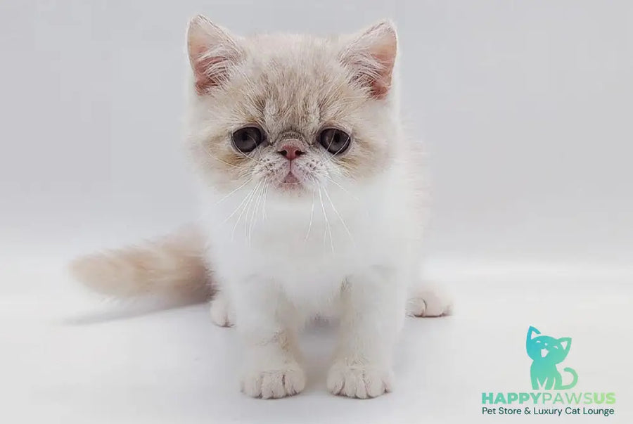 Momo Exotic male cream bicolour - live animals