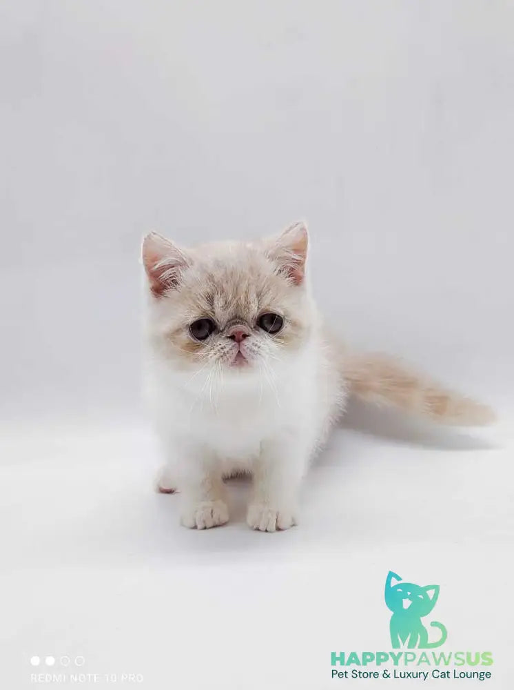 Momo Exotic male cream bicolour - live animals