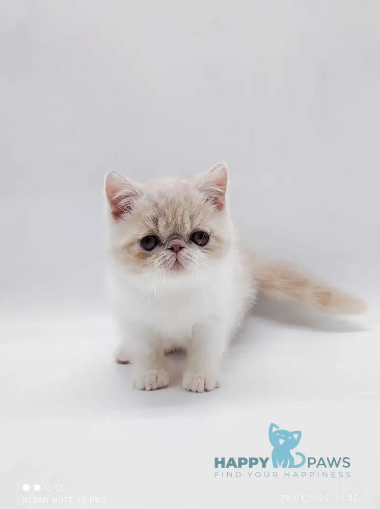 Momo Exotic male cream bicolour - live animals
