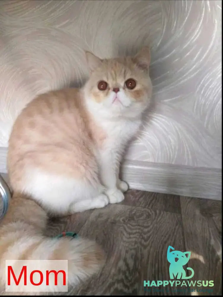Momo Exotic male cream bicolour - live animals