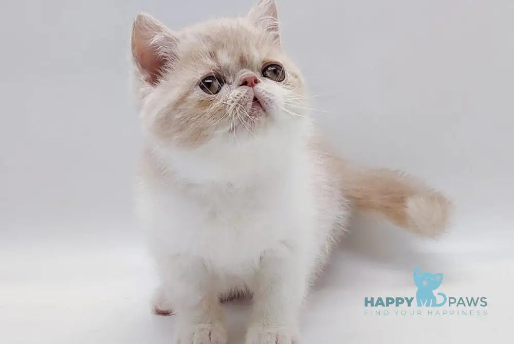 Momo Exotic male cream bicolour - live animals