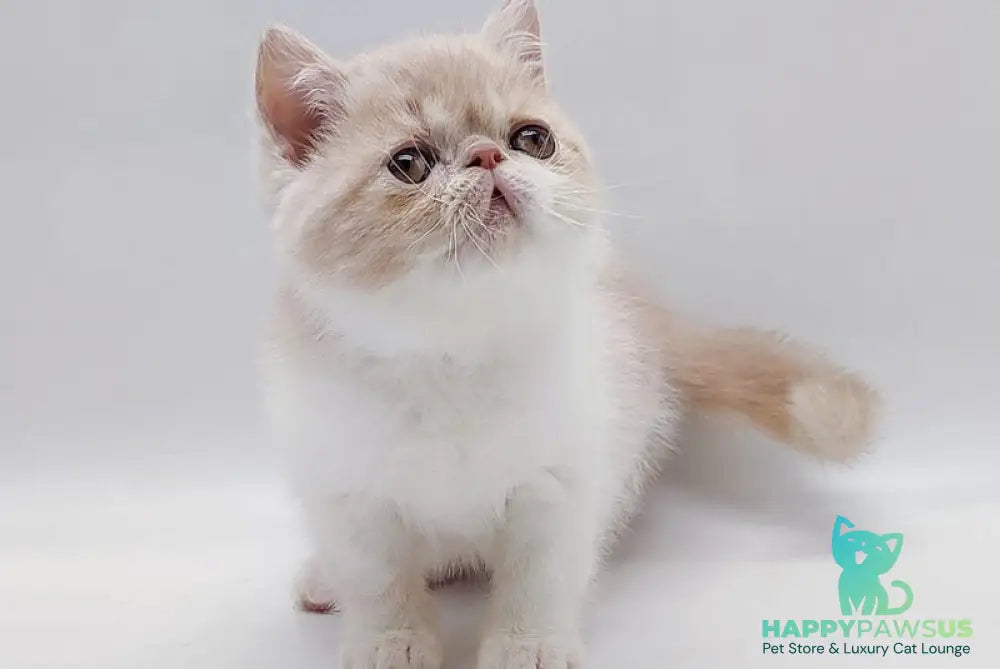 Momo Exotic male cream bicolour - live animals
