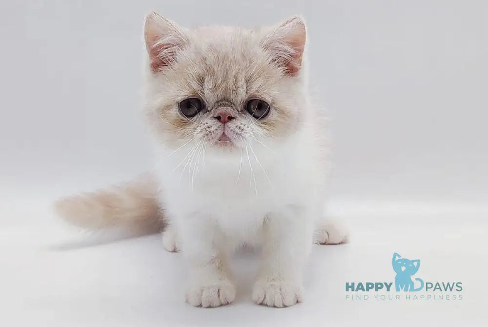 Momo Exotic male cream bicolour - live animals