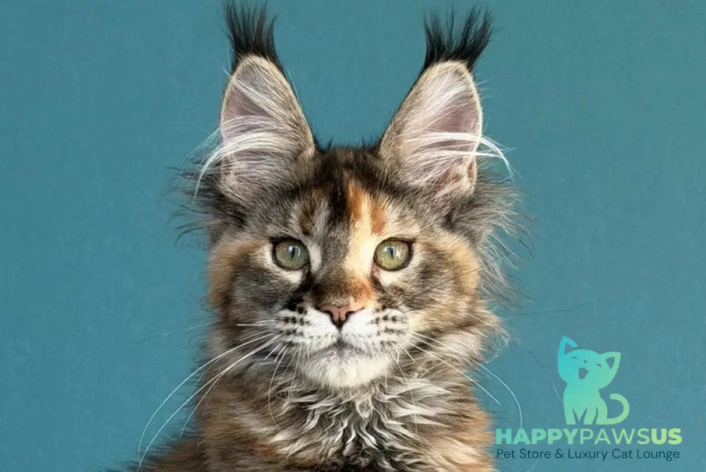 Mona Liza Maine Coon female black tortie ticked tabby - live animals