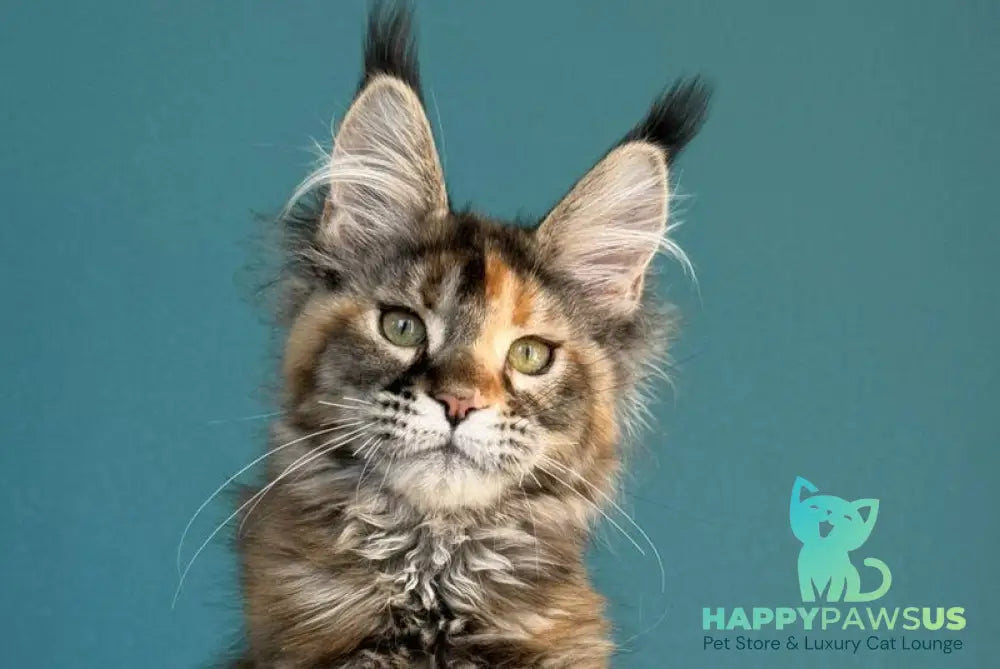 Mona Liza Maine Coon female black tortie ticked tabby - live animals