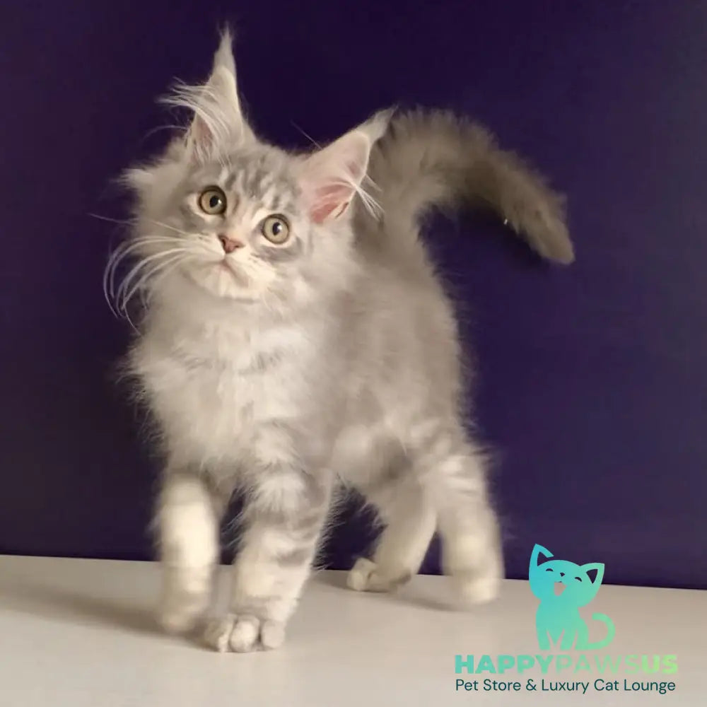 Monaco Maine Coon male blue tabby - live animals