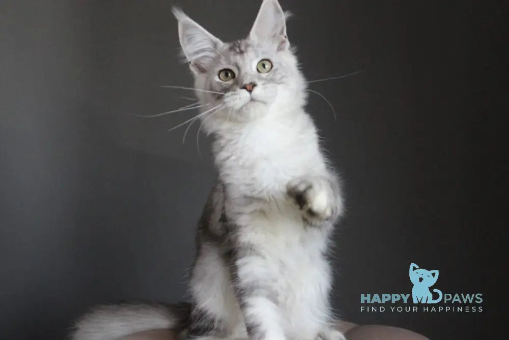 Monarh Maine Coon male black silver tabby live animals