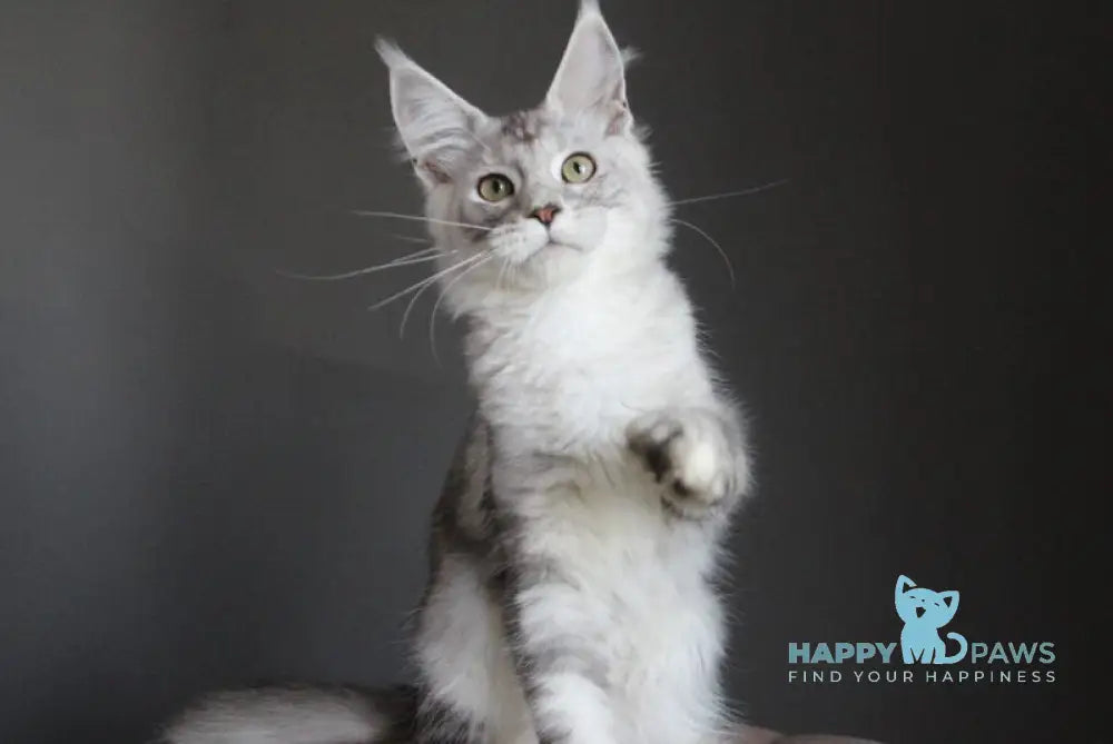 Monarh Maine Coon male black silver tabby live animals