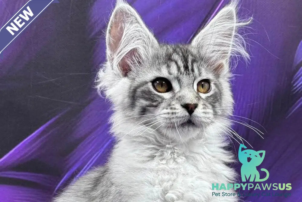 Moncler Maine Coon male black silver tabby - live animals