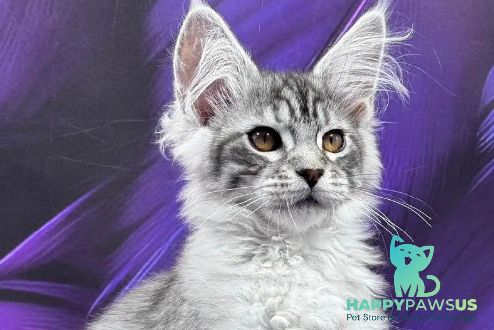 Moncler Maine Coon male black silver tabby - live animals