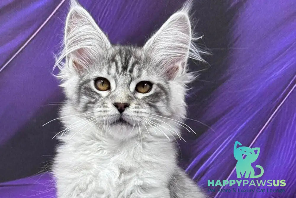 Moncler Maine Coon male black silver tabby - live animals