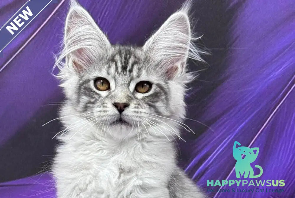 Moncler Maine Coon male black silver tabby - live animals