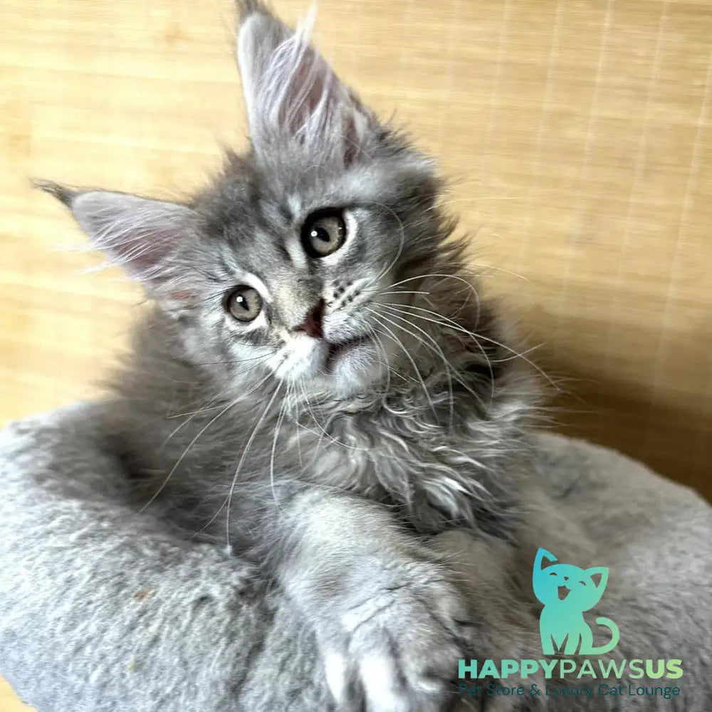 Mone Maine Coon male blue silver ticked tabby - live animals