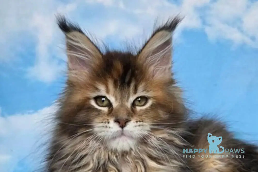 Mongolia Maine Coon female black tortie ticked tabby live animals