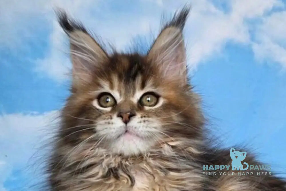 Mongolia Maine Coon female black tortie ticked tabby live animals