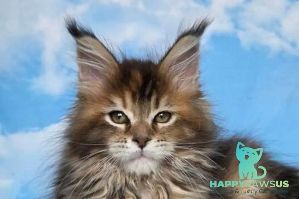 Mongolia Maine Coon female black tortie ticked tabby live animals