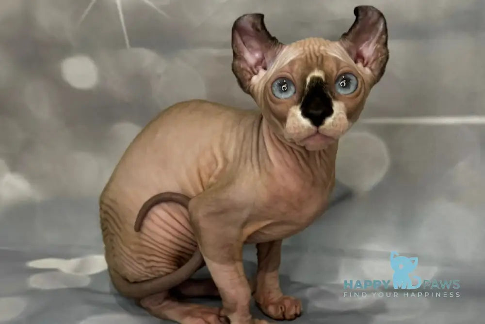Monica Elf female black bicolour live animals