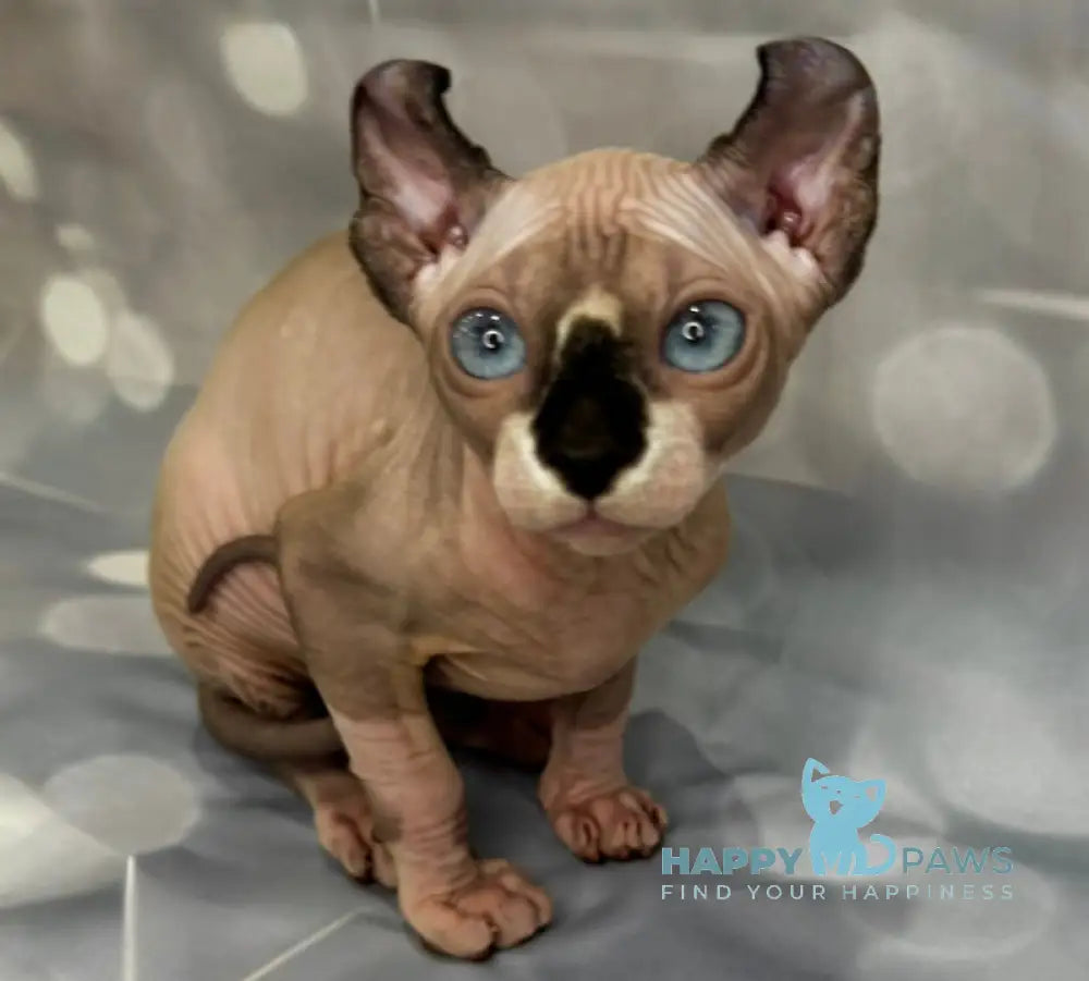 Monica Elf female black bicolour live animals