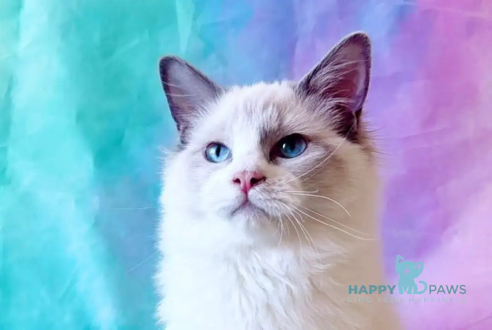 Monica Ragdoll female blue bicolour live animals